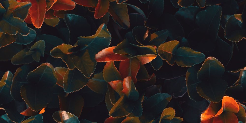 Quiet Retreats | Close up on red and green leaves