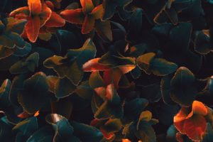 Quiet Retreats | Close up on red and green leaves